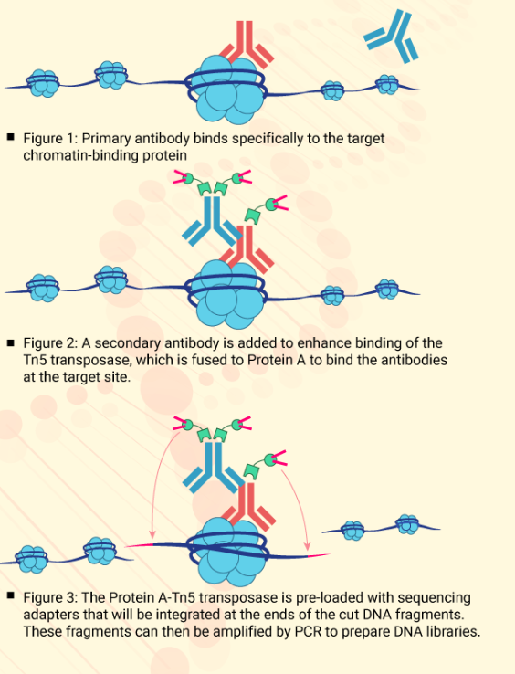 3 Figures: #1 Primary anitbody binds specifically to the target chromatin-binding protein, #2 a scondary antibody is added to enhance binding of the Tn% transposase, which is fused to Protein A to bind the antibodies at the target site. #3 The Protein A-Tn5 transposase is pre-loaded iwth sequencing adapters that will be integrated at the ends of the cut DNA fragments. These fragments can tehn be amplified by PCR to prepare DNA libraries.