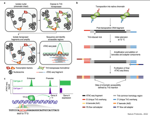 A chart in 3 parts from Nature Protocols., 2022 Part 1 shows Nucleosome ATAC-seq fragments with isolate nuclei, exposed to Tn5 transposase, isloated transposed fragments and amplify and sequence and identify accessible regions with ATAC seq peak. Chart b shows transposition into native chromatin, post transposition DNA fragment, Tn5-induced nick, initial extension at 72 deg C amplification and addition of barcodes and adapter components, purification of ATAC-seq library sites of chromatin accessibility defined by Tn5 insertion, wiht each part showing different colored bars of the proportion in each image. Part C shows ATAC-seq signal by cell type X vs Y with X having a peak at both enhance and promoter and a larger Gene A expression than type Y with GATAA of the DNA sequence modified for TF b